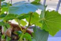 Come far radicare la Vite da talea