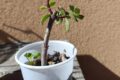 Come creare un bonsai di Portulacaria afra
