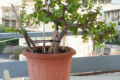 Come potare la Portulacaria Afra per farla diventare Bonsai